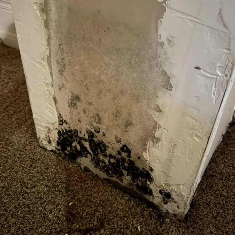 Professional Mold Removal in Hustisford, WI